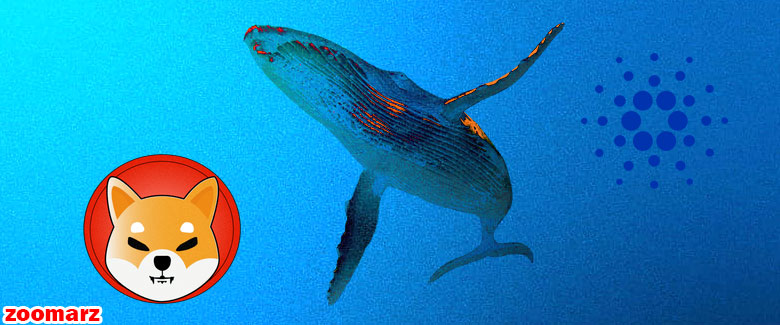 200 میلیارد شبا به کیف پول یک نهنگ واریز شد