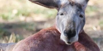 کانگوروی غمگین بر سر جنازه ماده‌اش عزاداری کرد.