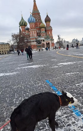 گوساله در میدان سرخ مسکو