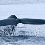 نهنگ دنیا فقط یک داستان نیست