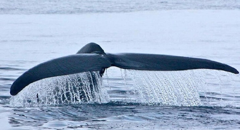 تنهاترین نهنگ دنیا