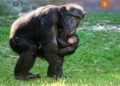 رفتار شامپانزده مادر در مقابل نوزاده مرده اش