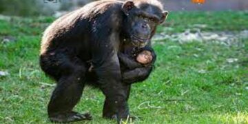 رفتار شامپانزده مادر در مقابل نوزاده مرده اش