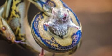 موشی که طعمه زنده مار شده است.