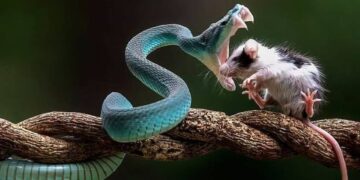 موش در شکم مار هم دست از مبارزه برنداشت.