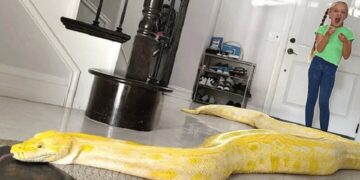 مار غول پیکر دور پای یک زن پیچید.