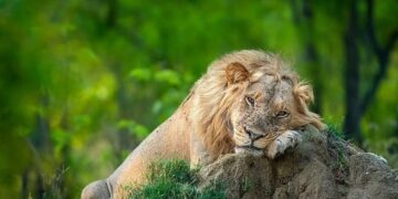 یک آماتور قاب‌های اعجاب‌انگیز و خاص از حیات وحش گرفت.