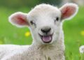 موجودی نصف انسان و نصف گوسفند تولد یافت.