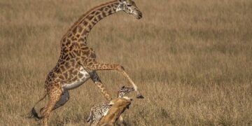 زرافه مادر فرزندش را از دست شیرها نجات داد.