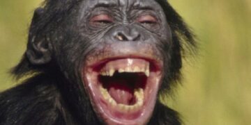 میمون از شعبده ناشیانه مرد از خنده روده بر شد.