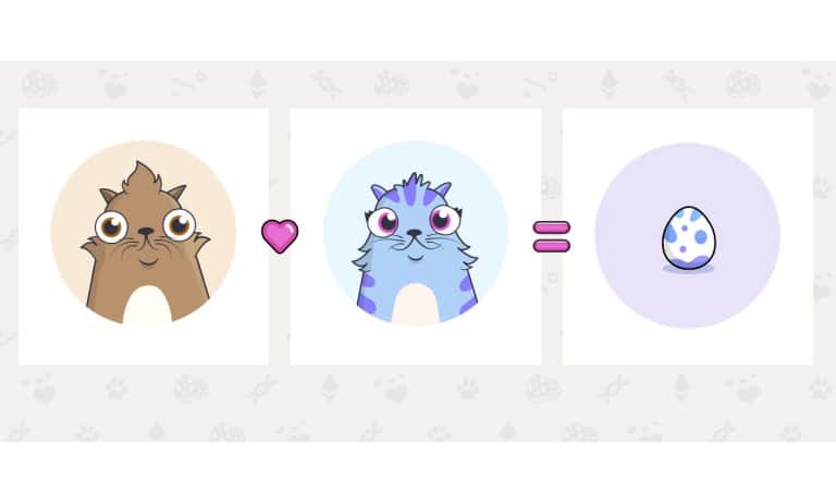 تولید یک گربه جدید