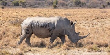 جفت‌گیری هراسان باعث مرگ کرگدن ماده شده است.