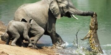 تمساح به فیل حمله کرد.