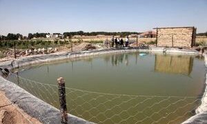 هیچ مجوزی برای پرورش ماهی تیلاپیا در کرمانشاه صادر نشده است