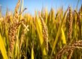 آیا ورود فناوری برنج هیبریدی از چین «انقلاب تولید برنج» را در ایران به همراه دارد؟