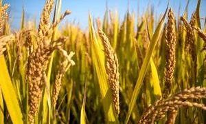 آیا ورود فناوری برنج هیبریدی از چین «انقلاب تولید برنج» را در ایران به همراه دارد؟