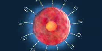 اکسیر جوانی در بدن انسان کشف شد/ سلول‌های T اصلاح شده ژنتیکی می‌توانند به عوامل ضد پیری تبدیل شوند