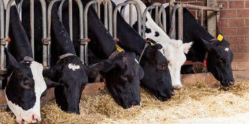 دامداری و دامپروری در قبرس شمالی چقدر درآمد دارد؟