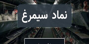 سبد از سیمرغ پرید! | مقصد بعدی کجاست؟