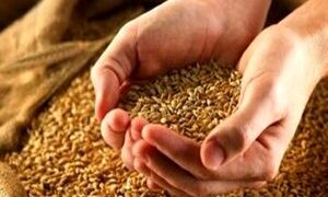 وزیر جهاد قیمت جدید گندم را اعلام کرد