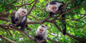 ۱۲ حیوانی که هم‌نوع خود را می‌خورند؛ از نیشترماهی تا