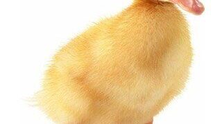 1710228810 فروش جوجه اردک و مرغ تخمگذار تورنگ طلایی