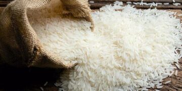 1710340167 توقف حمایت از تولید برنج ایرانی با عهدشکنی دستگاه‌های مسئول