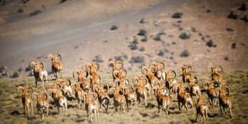 1711620221 جست و گریز رویایی آهوان در پارک ملی گلستان