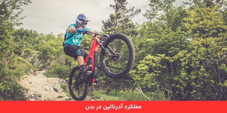 آدرنالین چیست و چگونه آدرنالین در بدن کار می کند؟