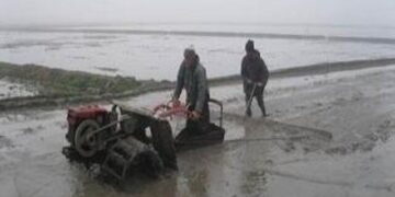 آغاز کشت مکانیزه برنج در شالیزارهای مازندران