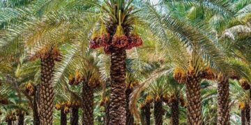 اجرای طرح توسعه ۳ هزار هکتار نخلستان با ارقام تجاری