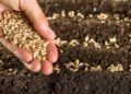 ارتقاء ۵۵ درصدی ضریب نفوذ بذر اصلاح شده در مزارع