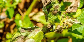 اپیدمی فیتوفترا در کمین سیب زمینی کاران گلستانی