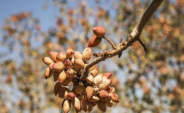 ایران رتبه اول سطح زیر کشت پسته جهان است