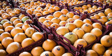 توزیع میوه تنظیم بازار در استان سمنان از شنبه ۲۶