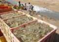 تولید میگوی پرورشی استان بوشهر به ۴۵ هزار تن در
