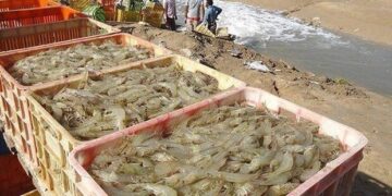 تولید میگوی پرورشی استان بوشهر به ۴۵ هزار تن در