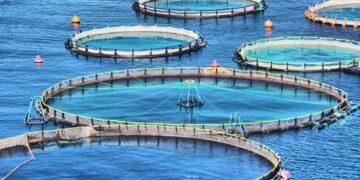 تولید ۵۰۰ هزار تن ماهی در دریا