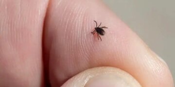 درمان بیماری لاعلاج با آنتی بیوتیک با کمک عرق انسان