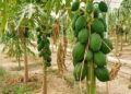 سیستان و بلوچستان خاستگاه تولید میوه های گرمسیری در کشور