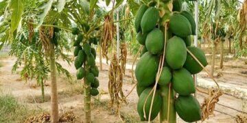 سیستان و بلوچستان خاستگاه تولید میوه های گرمسیری در کشور