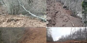 قطع تنها ۳۰ اصله درخت در الیمالات ۵ هزار درخت