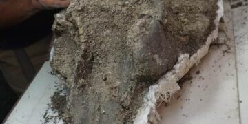 کشف فسیل بزرگترین دلفین رودخانه‌ای با قدمت ۱۶ میلیون سال