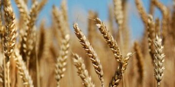 گندمکاران مبارزه با آفات و بیماری‌ها را در دستور کار