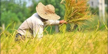 1713068240 پای لنگ الگوی کشت در قزوین