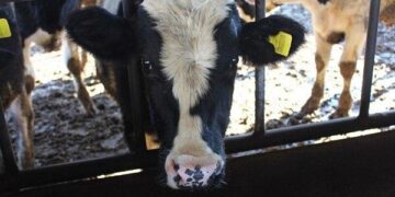 1713403282 جهش تولیدات کشاورزی و دامپروری مردم پایه در مازندران مهاجرت