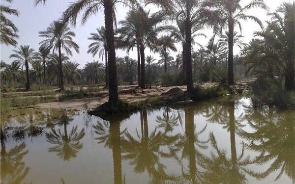 آبیاری ۱۳ میلیون اصله نخل در آبپخش استان بوشهر آغاز