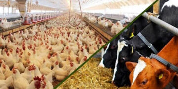 بازگشت بسیاری از واحدهای کوچک و متوسط دام و طیور