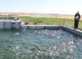 تولید ۱۱ هزار تن ماهی در کردستان سالانه ۱۹ میلیون