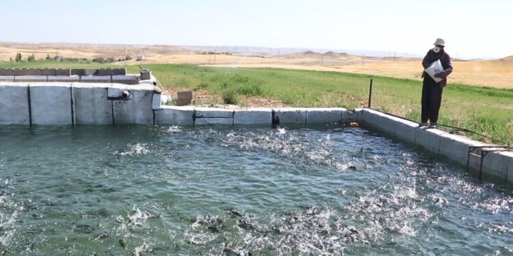 تولید ۱۱ هزار تن ماهی در کردستان سالانه ۱۹ میلیون